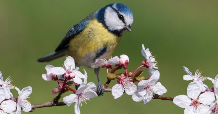 Spring blue tit amongst blossom