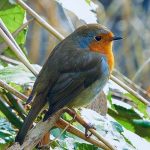 beautiful-nutnut-robin