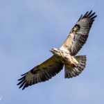 buzzard-flying-sky-phillippawaite