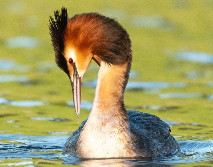 Great crested grebe photo