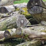 owl-amongst-woodenlog-emmas-nature