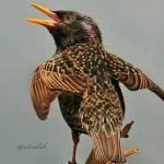 stevebsh-starling-pretending-crow