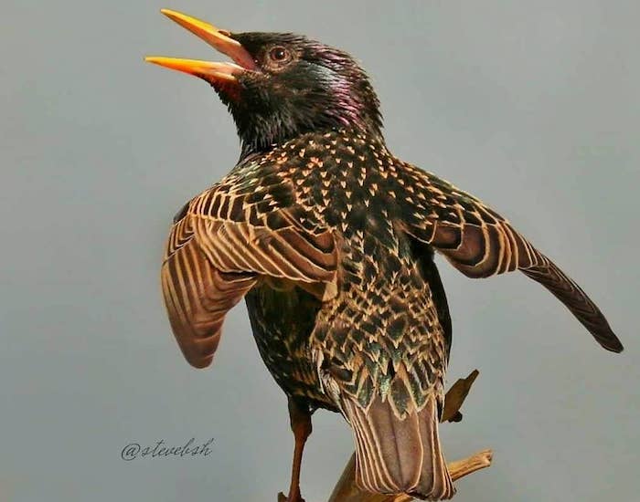 Starling pretending to be a crow