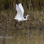 stevejrussell-little-egret-pond