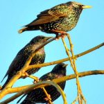 three-starlings-gardenbirdgeek