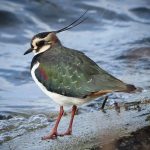 tstanford3722-lapwing-nature-reserve