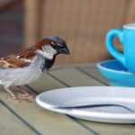 House sparrow plate