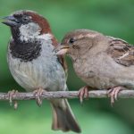 House sparrows pair
