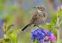 Your Happy Beaks Garden – May