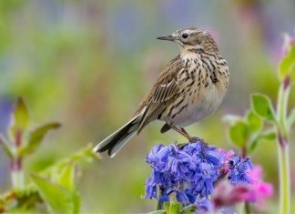Your Happy Beaks Garden – May