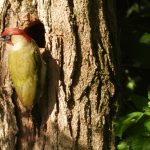 greenwoodpecker