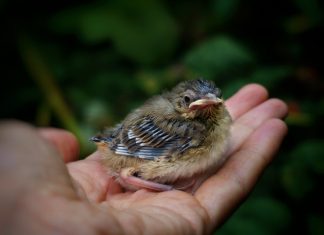 What to do if you find a baby bird
