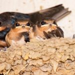baby swallows in nest
