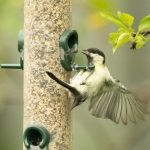 bird-clinging-feeder-nickdecent