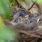 birds in nest