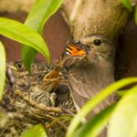 feeding-spotted-flycatcher-nestlings-nickdecent