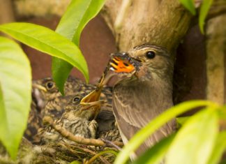 Spotted Flycatcher nestlings almost ready to fledge