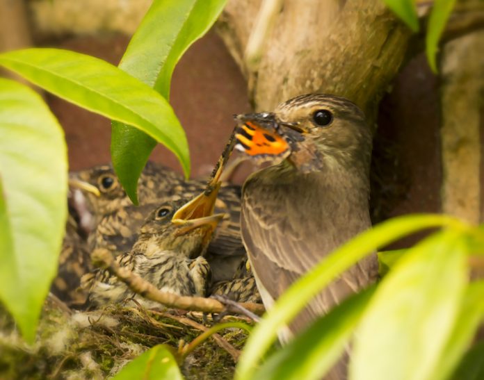 Spotted Flycatcher nestlings almost ready to fledge