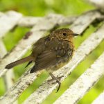 fledging-robin-bench-nickdecent