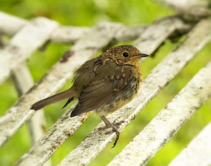 How to feed fledgling birds Happy Beaks Blog