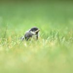 great-tit-chick-grass
