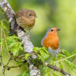robin with fledgling