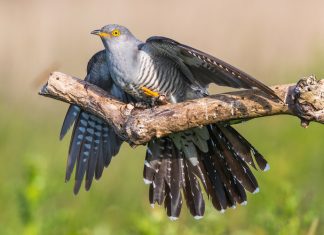 Male cuckoo on a branch