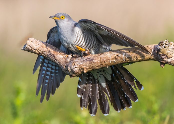 Male cuckoo on a branch