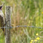 Woodpecker on post