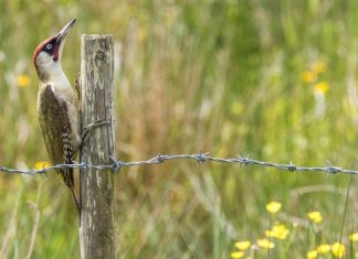 Your Happy Beaks Garden August