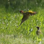 Woodpeckers on lawn