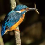 Ian Eardley kingfisher