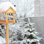 help-garden-birds-in-winter