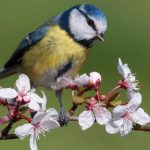 Blue tit blossom Canva