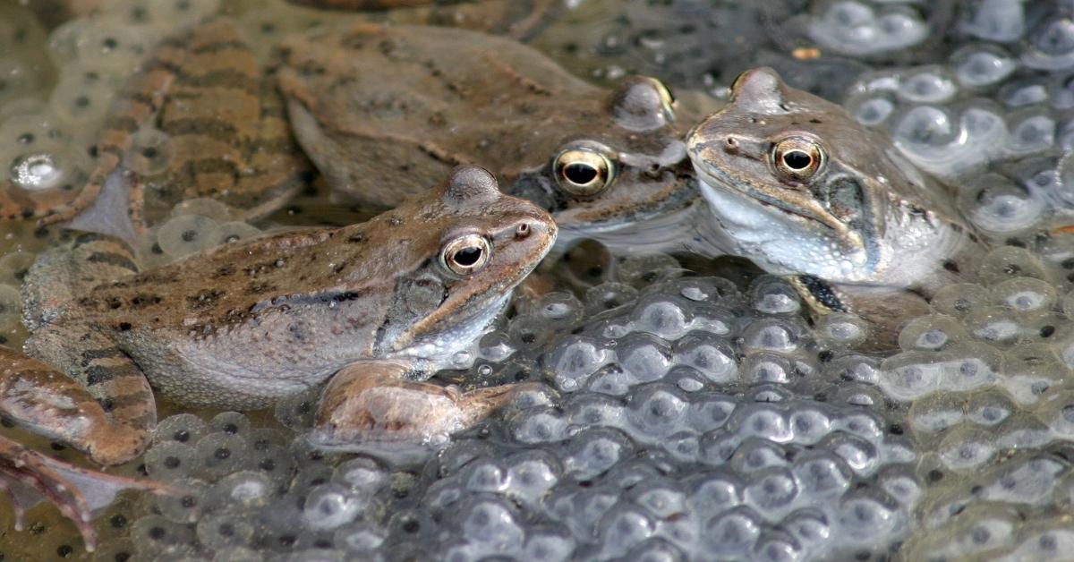 Breeding frogs surrounded by frogspawn in a pond in March