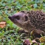 Hedgehog Canva