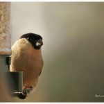 SnappyBeaks winner bullfinch