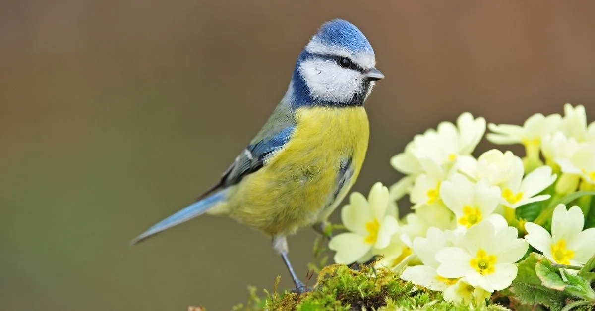 A blue tit perched by a clump of spring flowers (primroses) in March