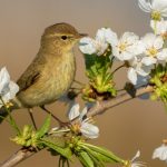 Chiffchaff blossom