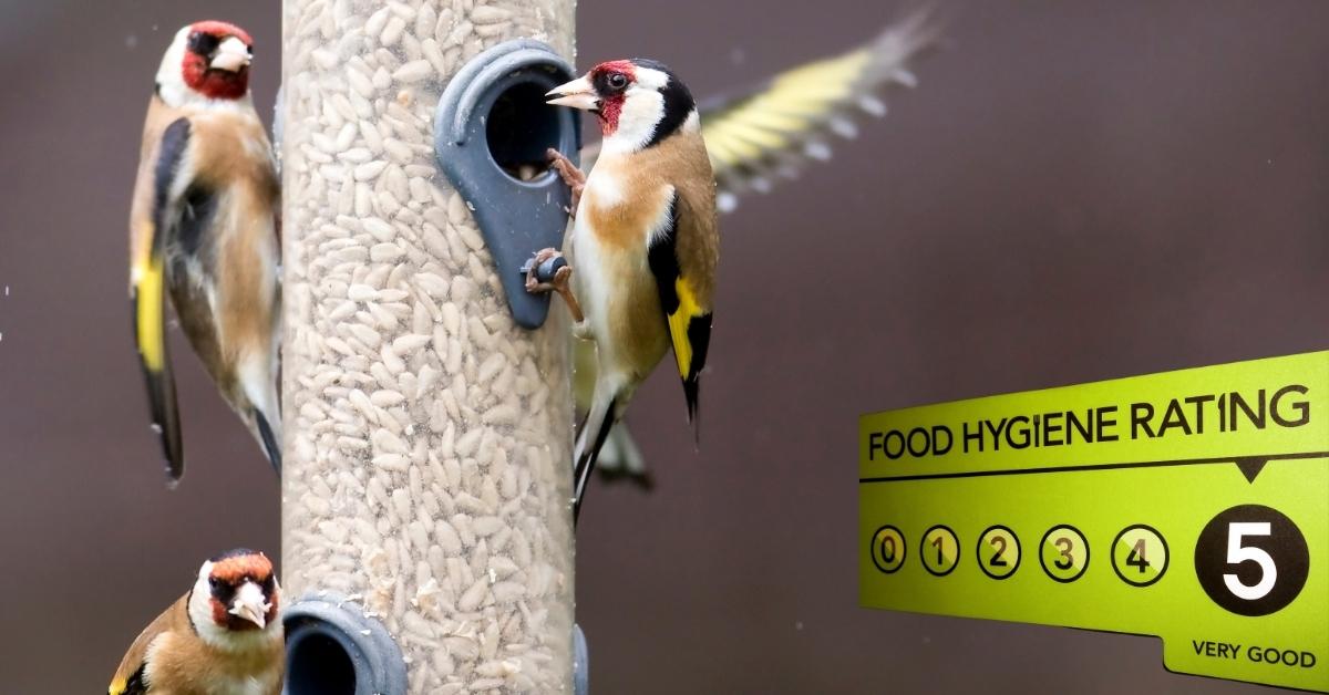 Clean bird feeders this March