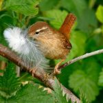 Wren feather