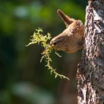 Wren moss tree