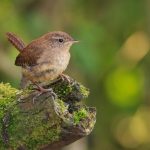 Wren on stump close-up