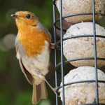 closeup-of-robin-sitting-on-fat-ball-feeder