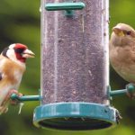 goldfinch-greenfinch-feeder