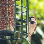 house-sparrow-on-squirrel-proof-feeder