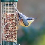 nuthatch-on-bird-peanut-feeder