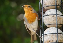 Choosing the best bird feeder for your garden Robin on fat ball feeder