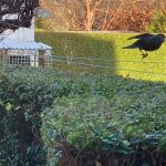 20220401_happybeaks_blackbird_flying_urban_birdwatching