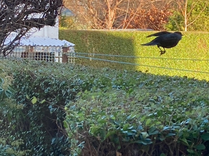 Blackbird taking off from hedging